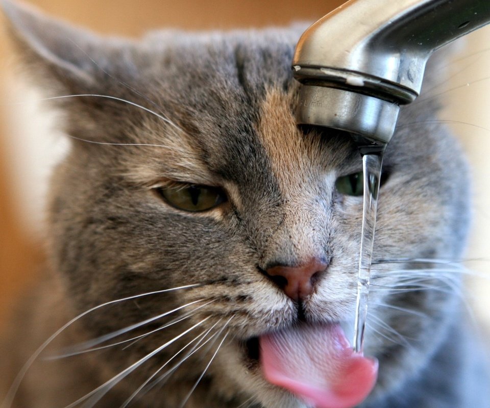 Обои кран, льётся вода, кот утоляет жажду, crane, water flows, the cat quenches thirst разрешение 1920x1080 Загрузить