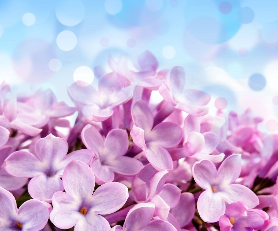 Обои сирень, lilac разрешение 2560x1600 Загрузить