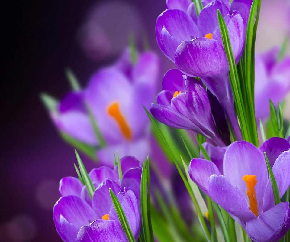 Обои цветы, лепестки, ирисы, крокусы, красива,  цветы, фиолетовые крокусы, crocus, цветком, flowers, petals, irises, crocuses, beautiful, purple crocuses, flower разрешение 2560x1440 Загрузить