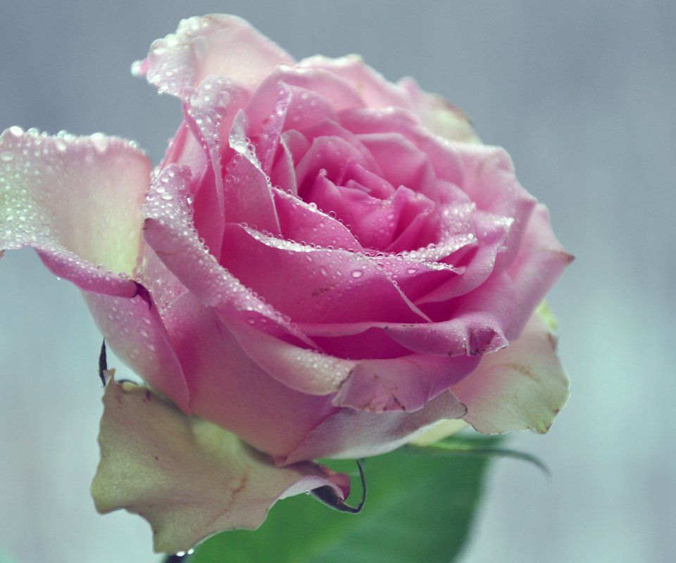 Обои вода, цветок, капли, лепестки, розовая роза, water, flower, drops, petals, pink rose разрешение 2560x1600 Загрузить