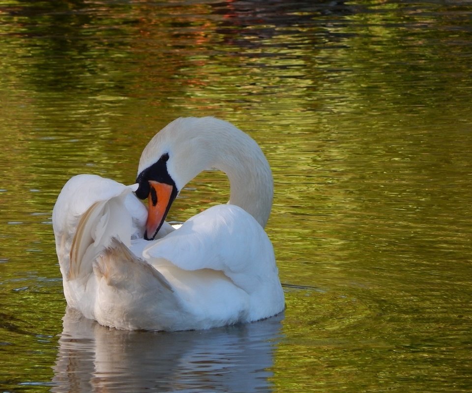 Обои водоем, рябь, лебедь, грация, pond, ruffle, swan, grace разрешение 1920x1200 Загрузить