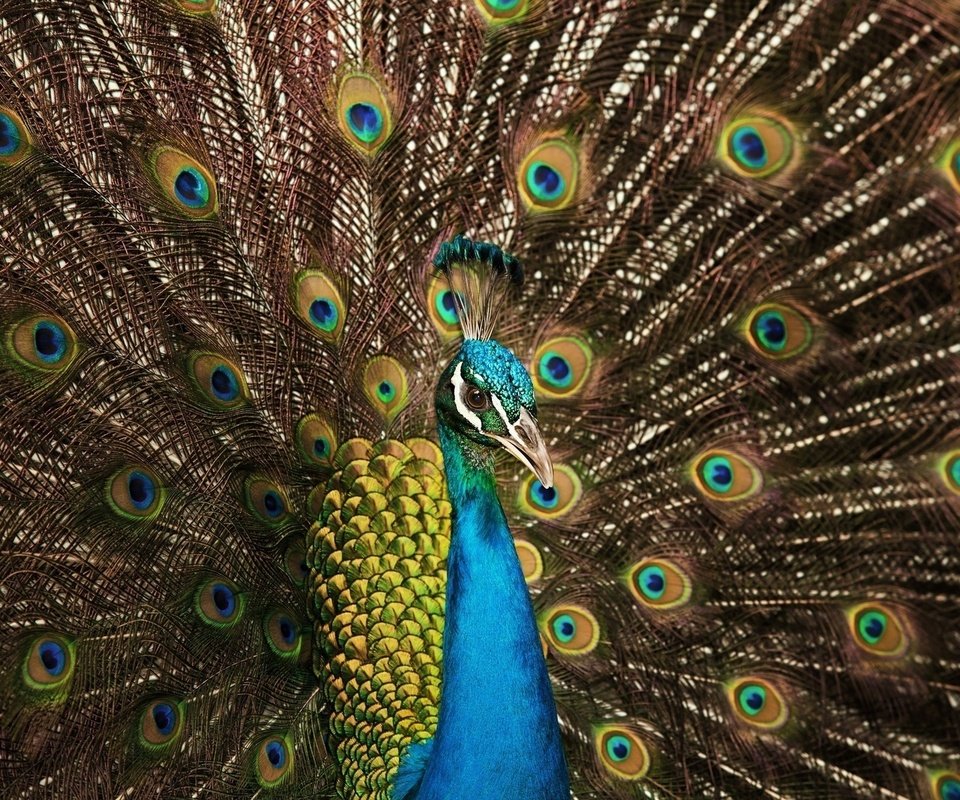 Обои цвета, птица, павлин, перья, хвост, color, bird, peacock, feathers, tail разрешение 1920x1200 Загрузить