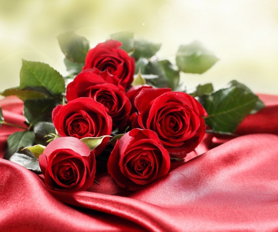 Обои цветы, макро, фото, розы, красный фон, flowers, macro, photo, roses, red background разрешение 2560x1600 Загрузить