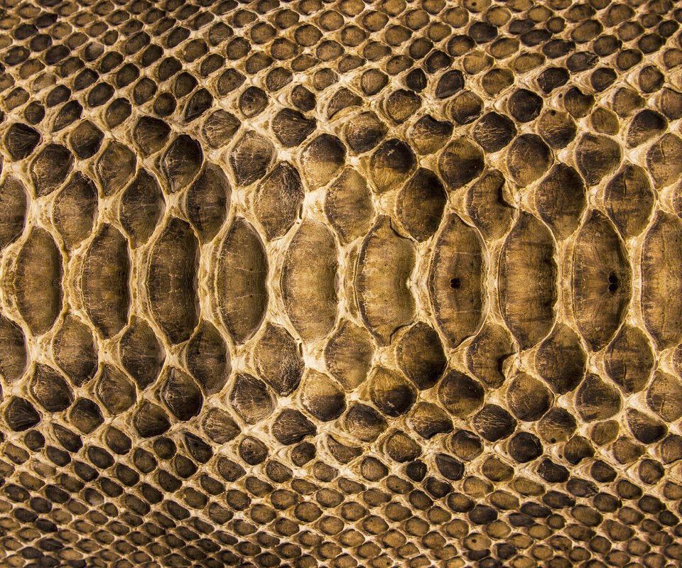 Обои текстура, змея, кожа, расцветка, чешуя, texture, snake, leather, colors, scales разрешение 2560x1600 Загрузить