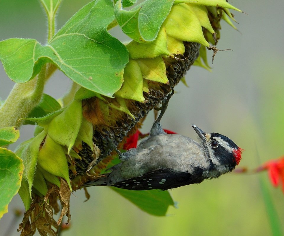 Обои макро, подсолнух, птица, семечки, дятел, macro, sunflower, bird, seeds, woodpecker разрешение 2560x1600 Загрузить