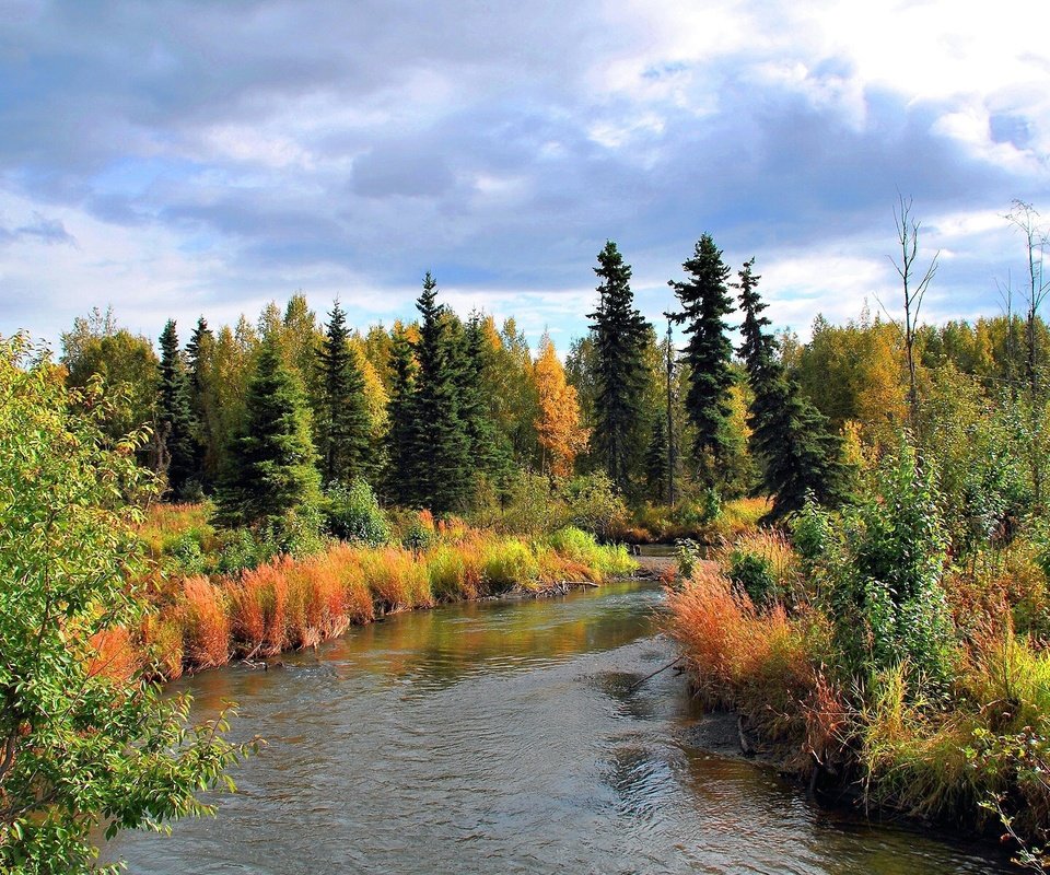 Обои деревья, лес, пейзаж, осень, речка, аляска, trees, forest, landscape, autumn, river, alaska разрешение 2560x1600 Загрузить