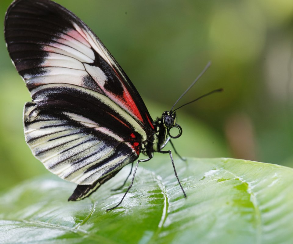 Обои макро, насекомое, листок, бабочка, крылья, macro, insect, leaf, butterfly, wings разрешение 2560x1600 Загрузить