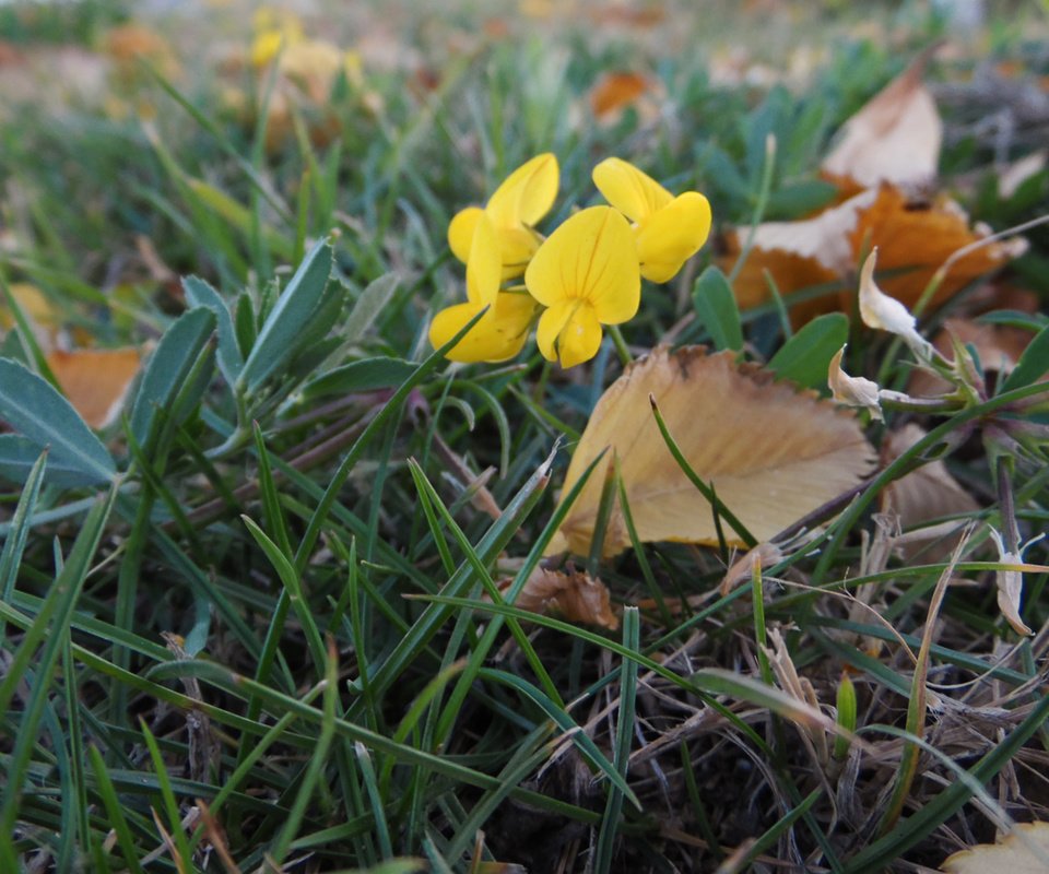 Обои цветы, трава, листья, сухие веточки, лядвенец, flowers, grass, leaves, dry twigs разрешение 2560x1600 Загрузить