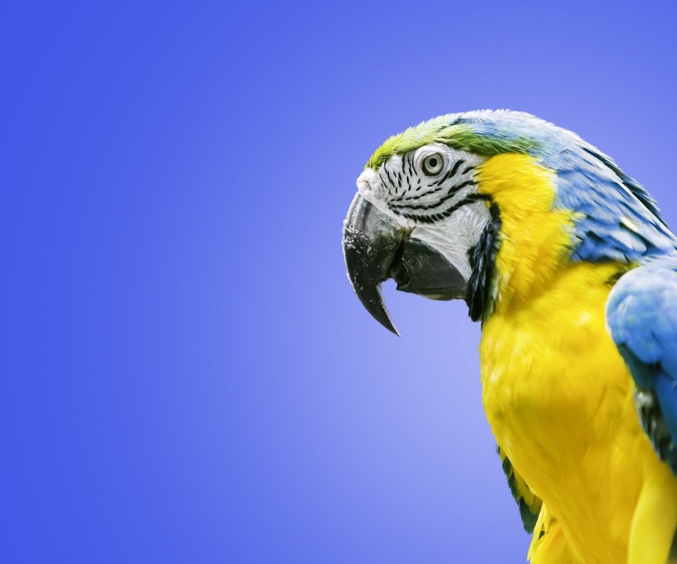 Обои птица, попугай, ара, сине-жёлтый ара, bird, parrot, ara, blue-and-yellow macaw разрешение 2560x1600 Загрузить