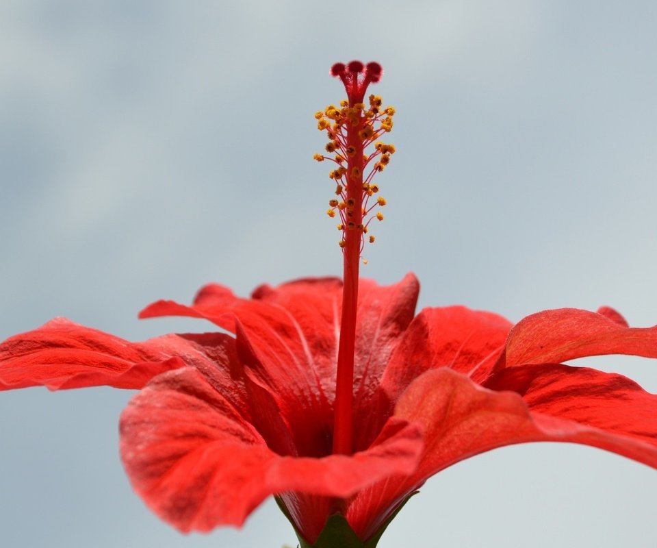 Обои макро, цветок, лепестки, красный, гибискус, macro, flower, petals, red, hibiscus разрешение 1920x1200 Загрузить