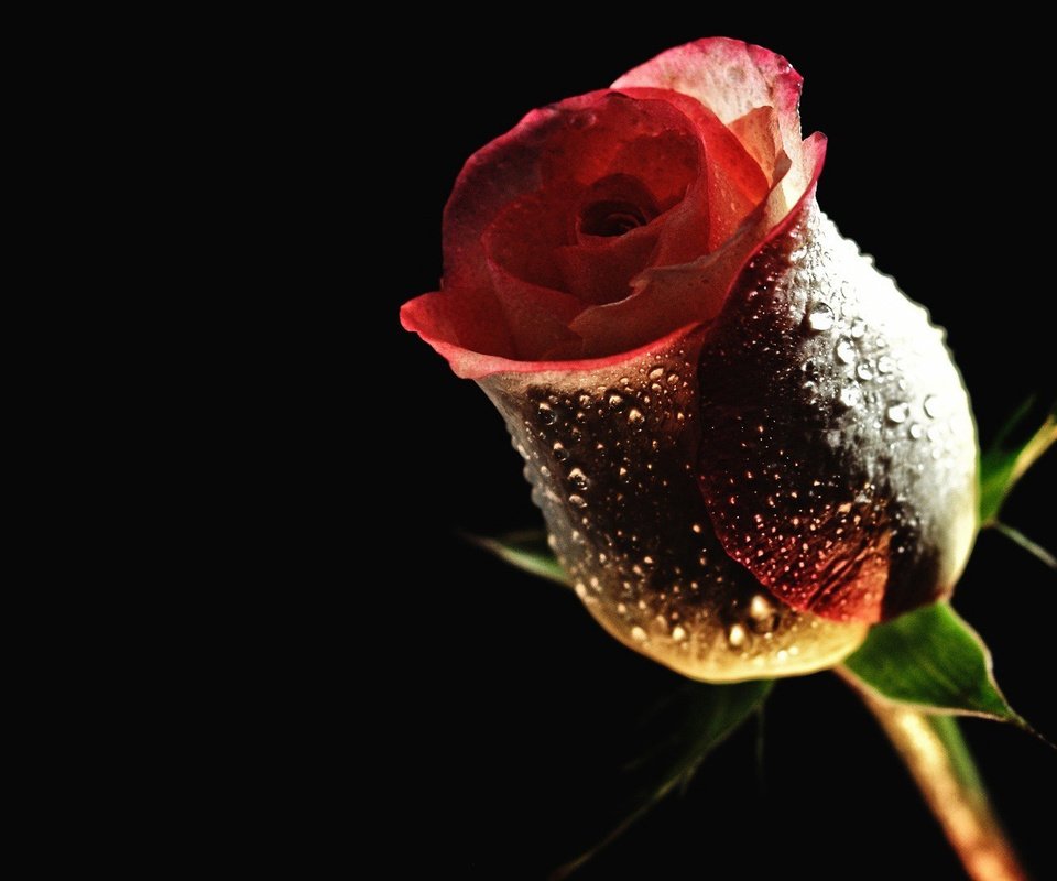 Обои цветы, цветок, роса, капли, роза, бутон, черный фон, красивые, flowers, flower, rosa, drops, rose, bud, black background, beautiful разрешение 1920x1080 Загрузить