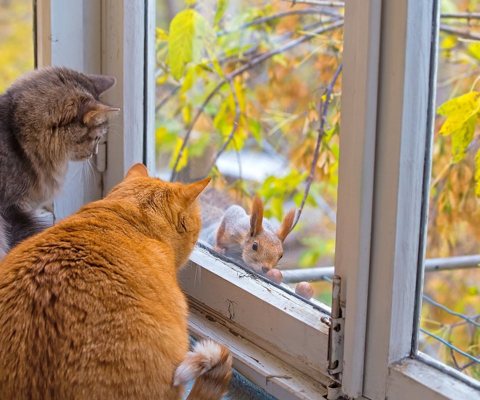 Обои осень, коты, окно, кошки, белка, autumn, cats, window, protein разрешение 1920x1200 Загрузить