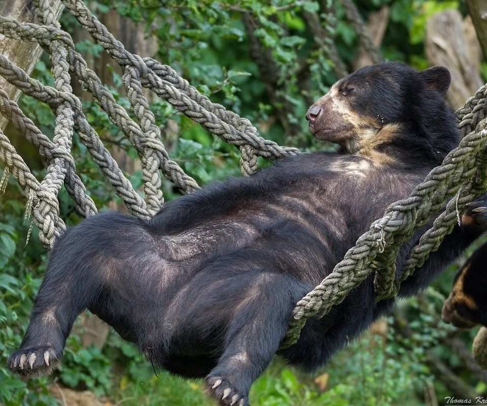 Обои медведь, отдых, гамак, расслабон, очковый медведь, bear, stay, hammock, chill, spectacled bear разрешение 1920x1200 Загрузить