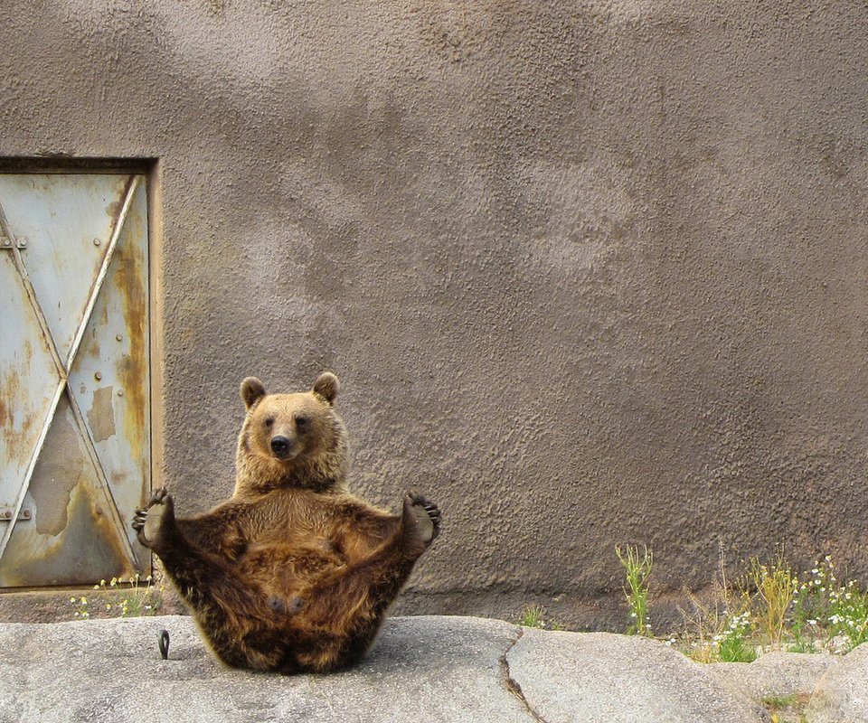 Обои фон, поза, лапы, стена, медведь, дверь, background, pose, paws, wall, bear, the door разрешение 1920x1200 Загрузить