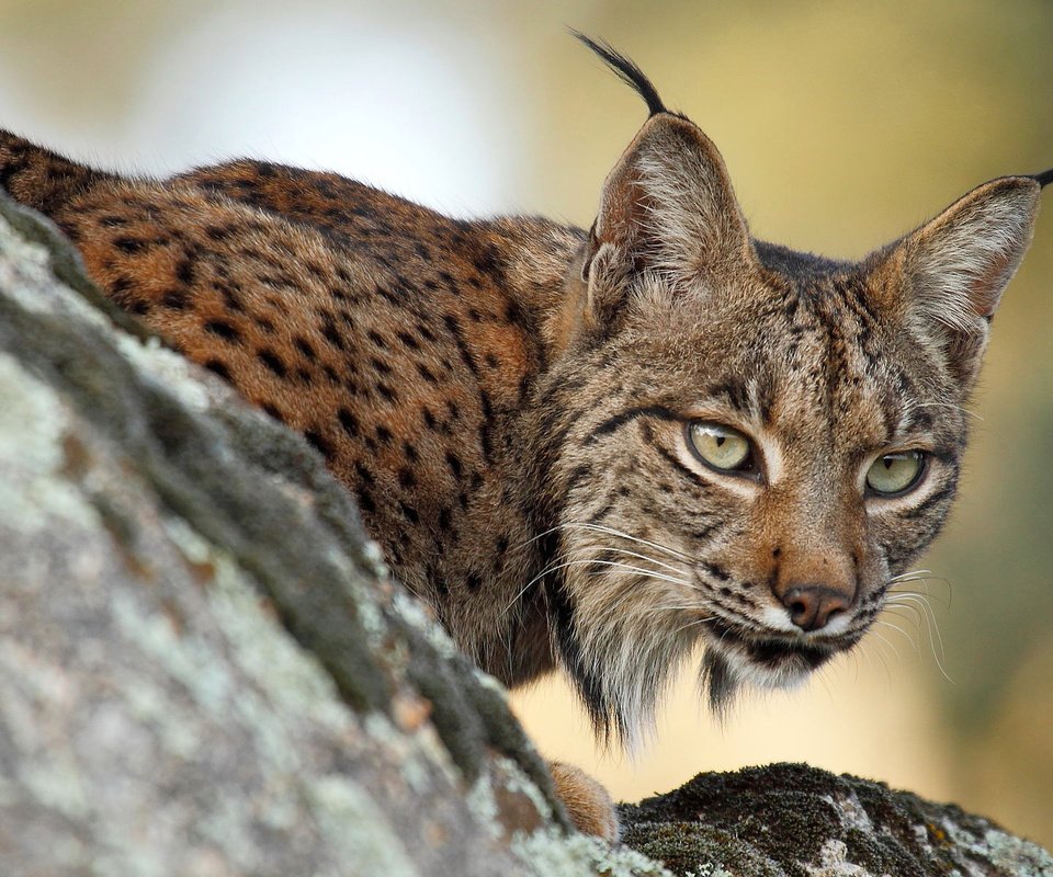 Обои ветка, рысь, хищник на охоте, branch, lynx, predator hunting разрешение 1920x1200 Загрузить