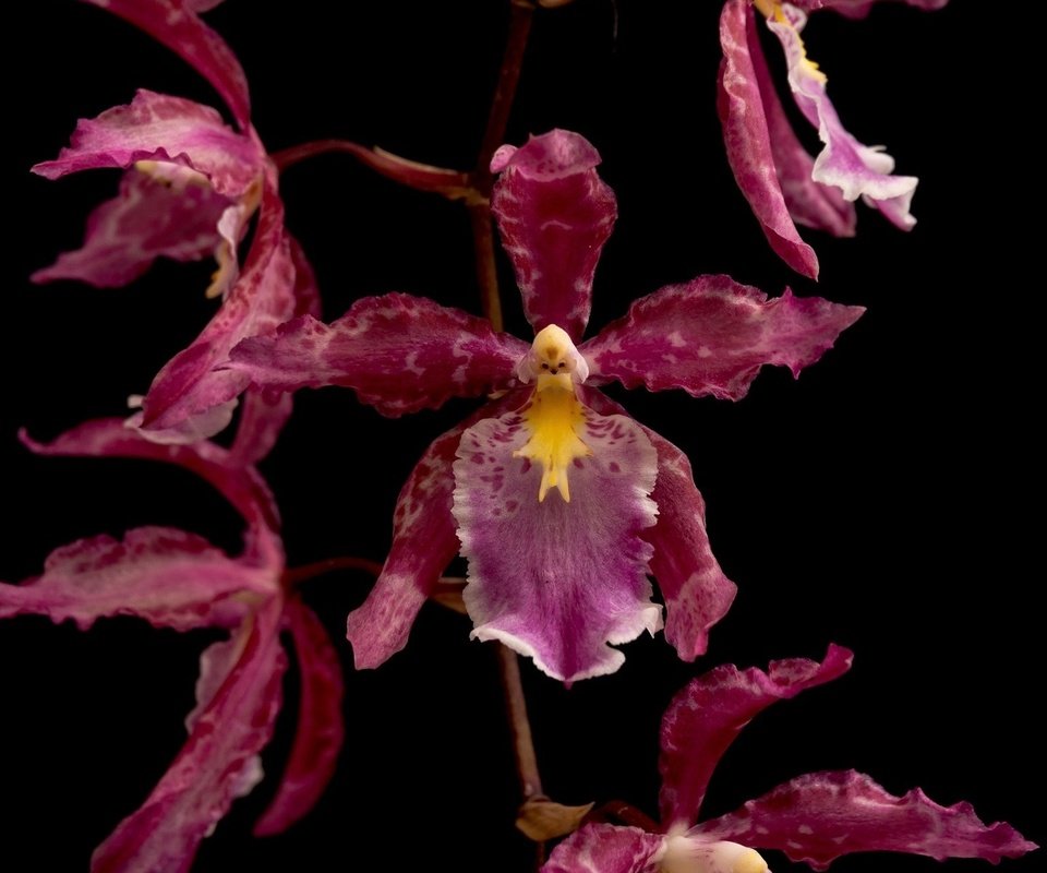 Обои макро, цветок, лепестки, темный фон, орхидея, macro, flower, petals, the dark background, orchid разрешение 1920x1200 Загрузить