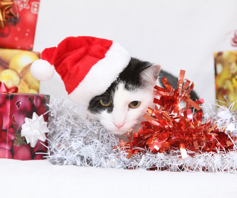 Обои новый год, кот, кошка, подарки, котенок, колпак, коробки, мишура, new year, cat, gifts, kitty, cap, box, tinsel разрешение 4800x3200 Загрузить