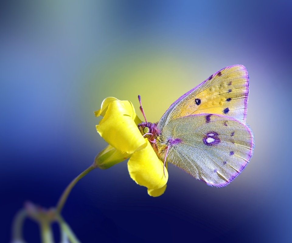 Обои желтый, фон, цветок, бабочка, yellow, background, flower, butterfly разрешение 2560x1600 Загрузить