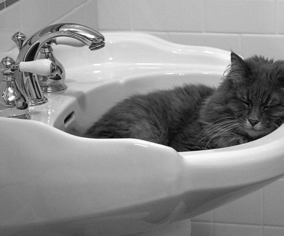 Обои кошка, спит, раковина, cat, sleeping, sink разрешение 1920x1200 Загрузить