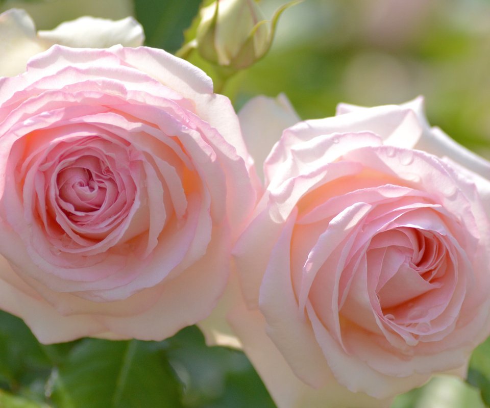Обои розы, дуэт, roses, duo разрешение 1920x1200 Загрузить