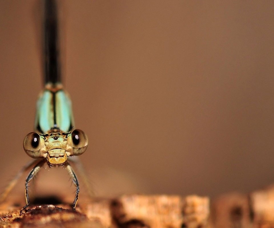 Обои макро изображение стрекозы, macro image of a dragonfly разрешение 1932x1208 Загрузить
