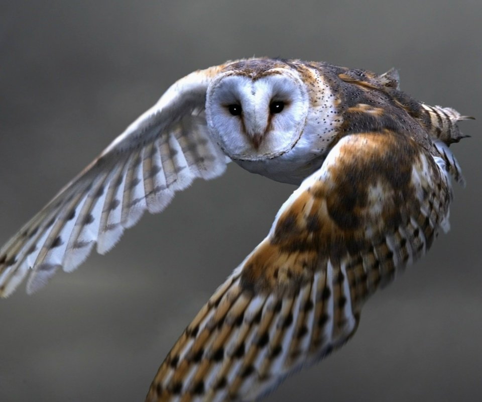 Обои сова, полет, хищник, птица, сова в полете, сипуха, owl, flight, predator, bird, owl in flight, the barn owl разрешение 1920x1200 Загрузить