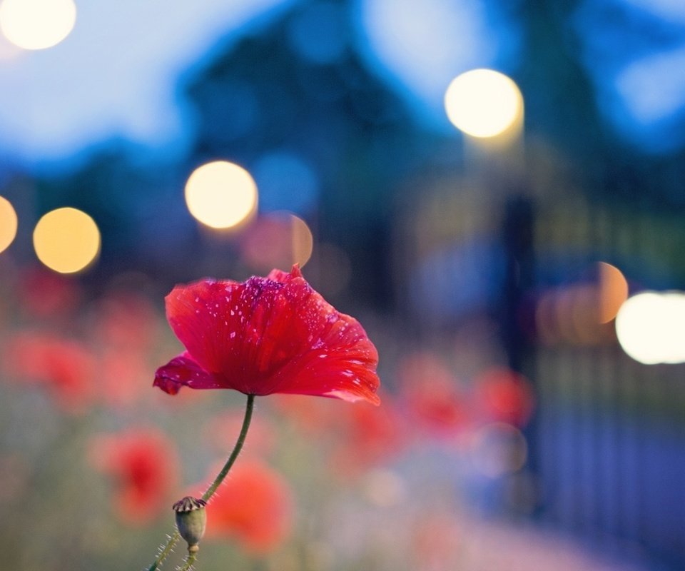 Обои цветок, мак, огоньки, боке, flower, mac, lights, bokeh разрешение 1920x1200 Загрузить