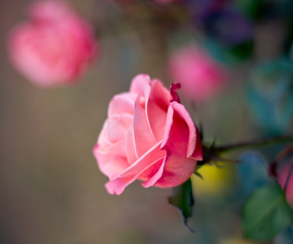 Обои цветок, роза, лепестки, размытость, бутон, розовая, flower, rose, petals, blur, bud, pink разрешение 2560x1600 Загрузить