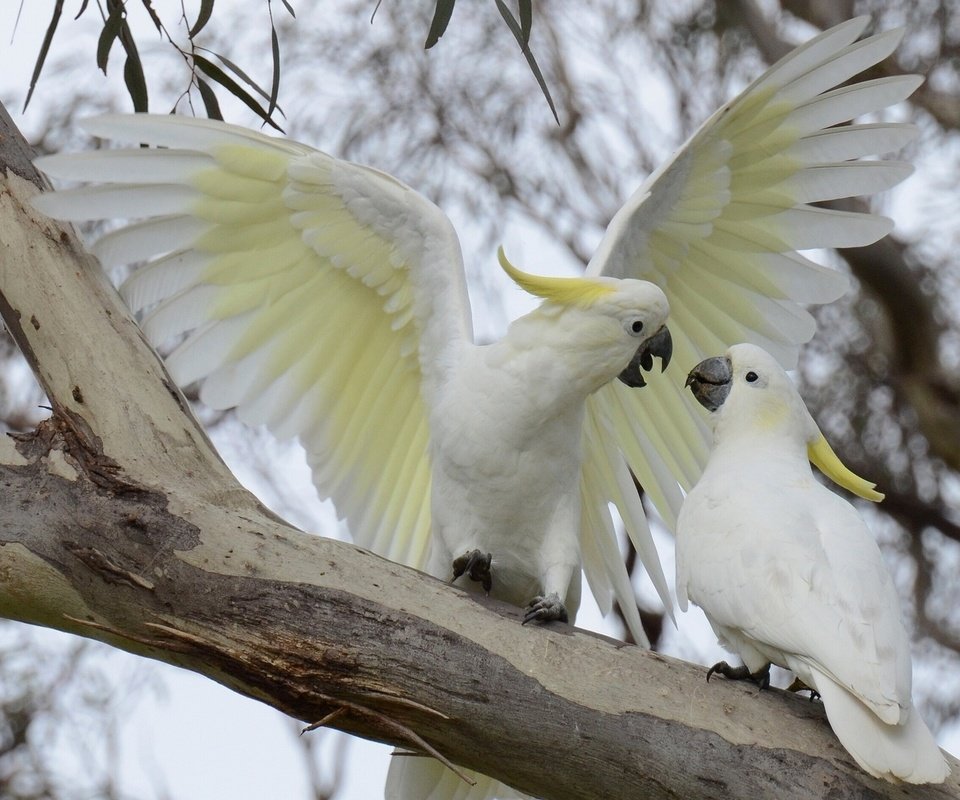 Обои ветка, птицы, попугай, большой желтохохлый какаду, branch, birds, parrot, big jeltuhay cockatoo разрешение 1920x1200 Загрузить