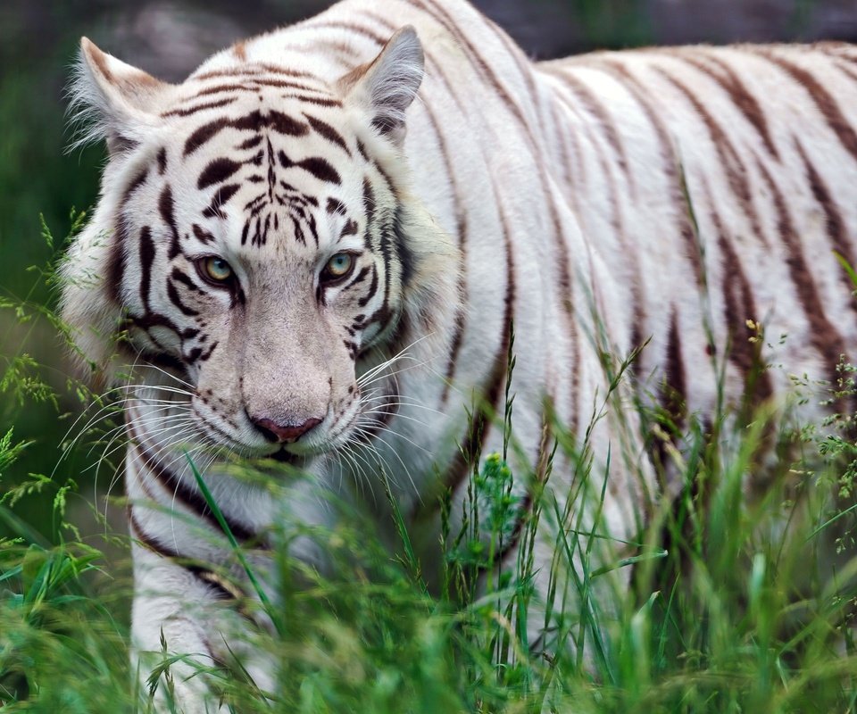 Обои трава, хищник, белый тигр, grass, predator, white tiger разрешение 2560x1600 Загрузить