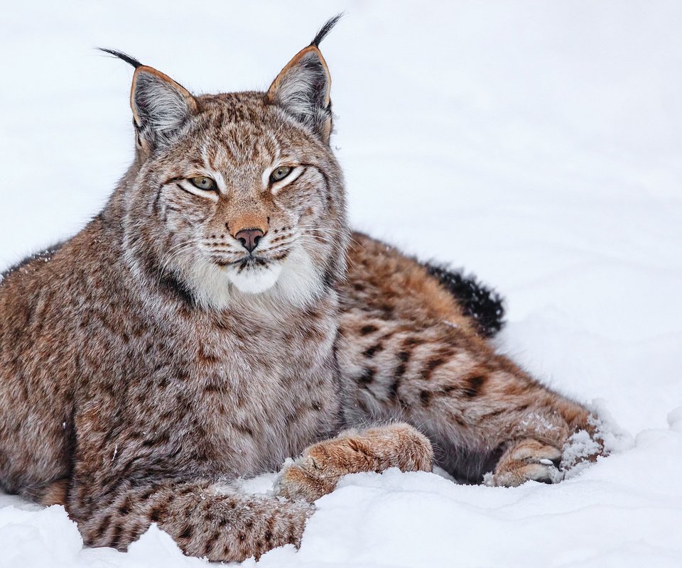 Обои снег, зима, рысь, кошка, snow, winter, lynx, cat разрешение 1920x1200 Загрузить