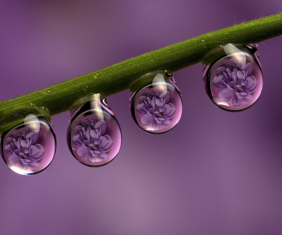 Обои цветы, макро, отражение, роса, капли, стебель, flowers, macro, reflection, rosa, drops, stem разрешение 1920x1200 Загрузить