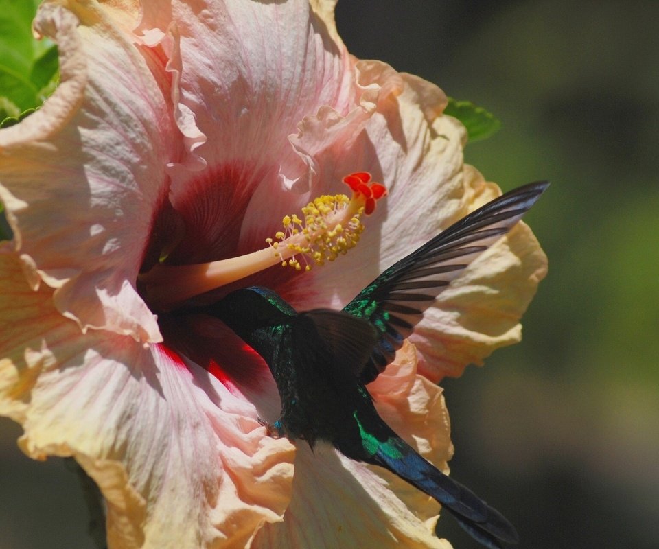 Обои цветок, птица, колибри, гибискус, flower, bird, hummingbird, hibiscus разрешение 1920x1200 Загрузить