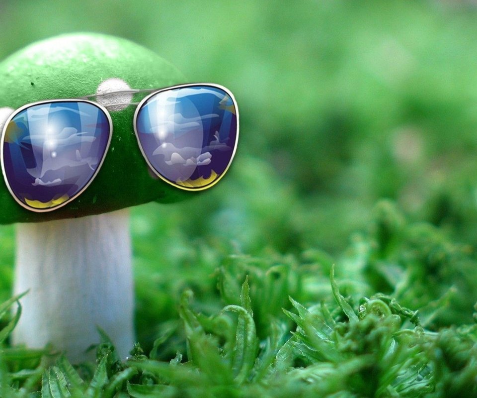 Обои природа, зелёный, макро, очки, гриб, nature, green, macro, glasses, mushroom разрешение 1932x1208 Загрузить