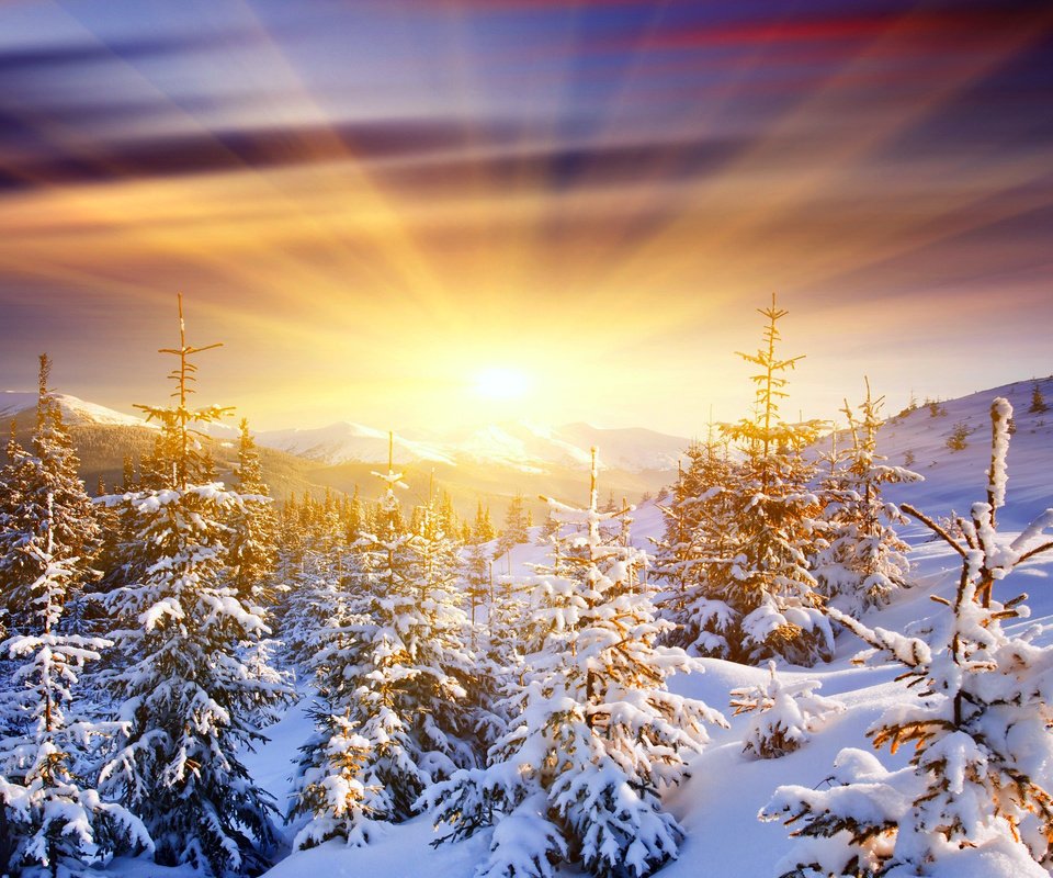 Обои восход, солнце, снег, лес, зима, sunrise, the sun, snow, forest, winter разрешение 2560x1600 Загрузить