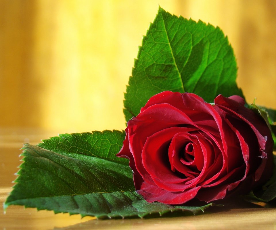 Обои роза, красная, расцветка, красота., ницца, delicate, rose, red, colors, beauty., nice разрешение 8500x6377 Загрузить