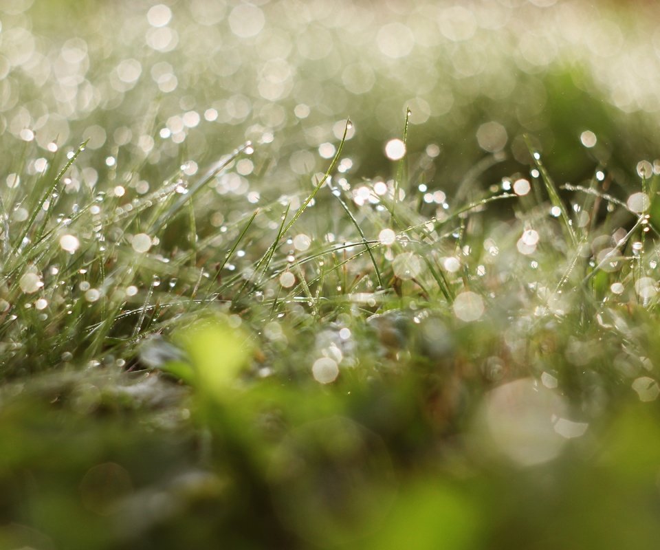 Обои трава, зелень, зелёный, роса, капли, грин, grass, greens, green, rosa, drops разрешение 3446x2109 Загрузить