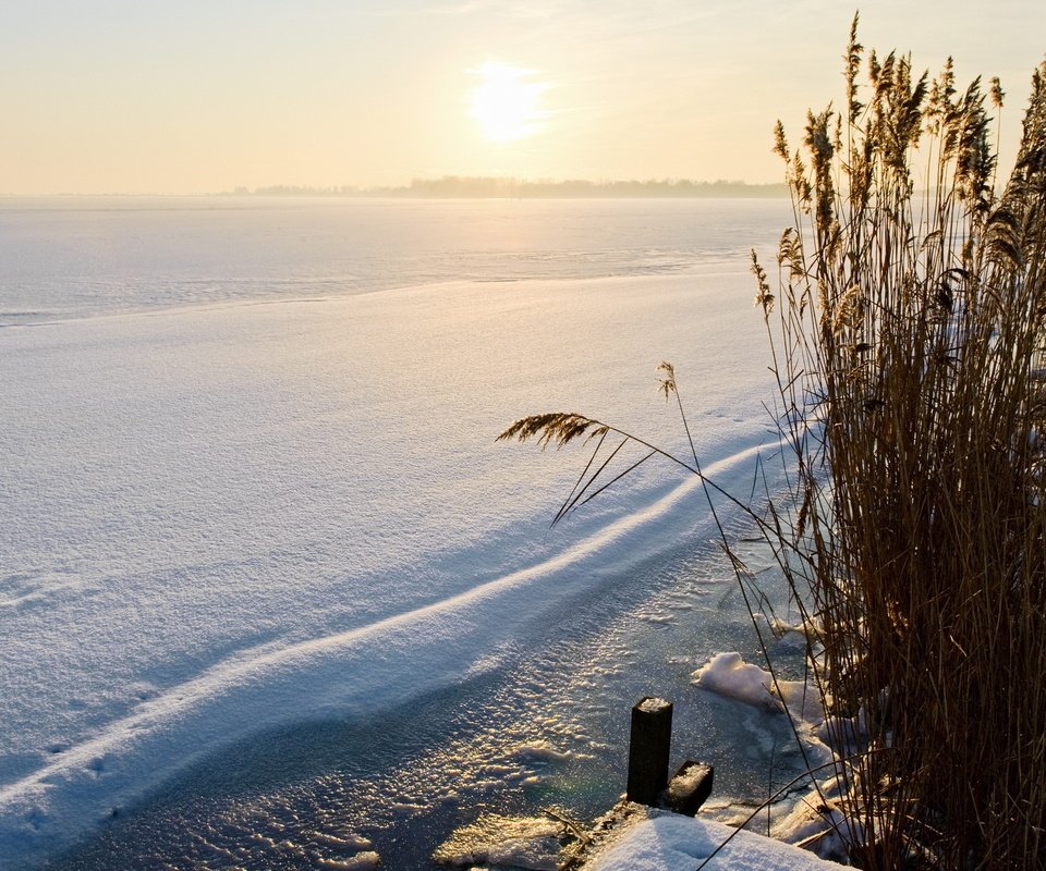 Обои снег, природа, зима, камыш, snow, nature, winter, reed разрешение 2560x1600 Загрузить