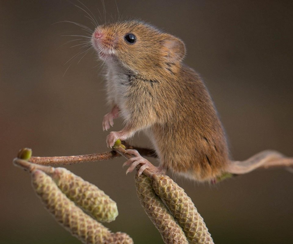 Обои ветка, природа, фон, мышь, мышка, ольховая, branch, nature, background, mouse, alder разрешение 1920x1200 Загрузить