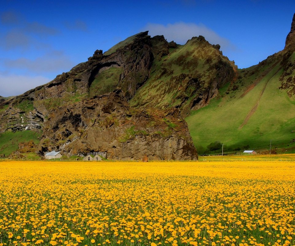 Обои небо, цветы, горы, поле, весна, одуванчики, долина, желтые, the sky, flowers, mountains, field, spring, dandelions, valley, yellow разрешение 1920x1200 Загрузить