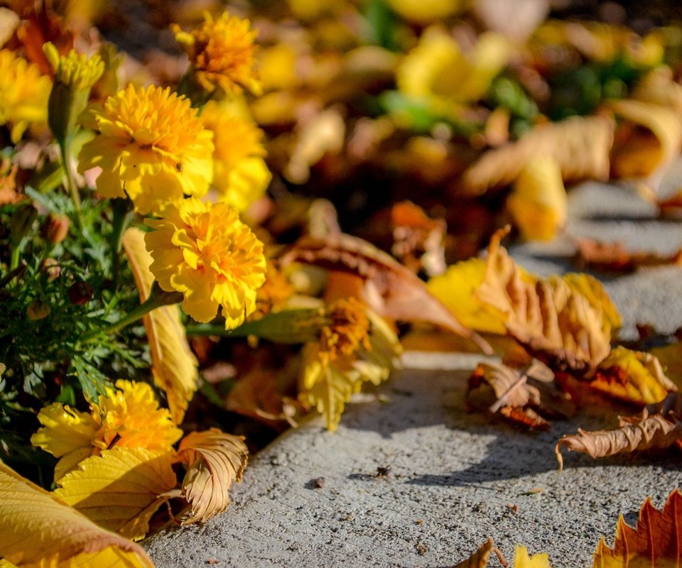 Обои цветы, листья, осень, асфальт, flowers, leaves, autumn, asphalt разрешение 1920x1200 Загрузить