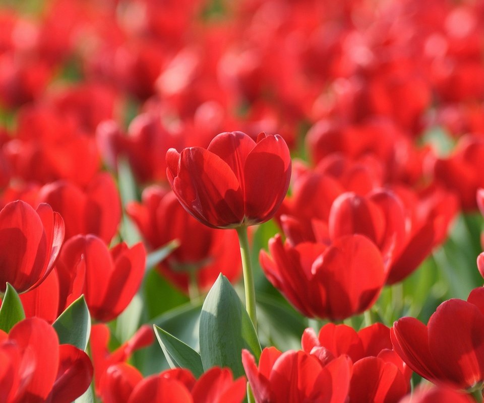 Обои цветы, красные, весна, тюльпаны, flowers, red, spring, tulips разрешение 1920x1200 Загрузить
