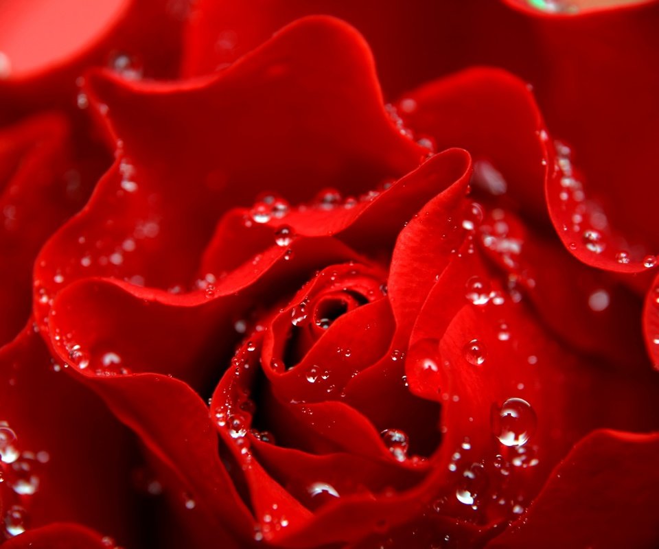 Обои цветок, капли, роза, лепестки, красная, flower, drops, rose, petals, red разрешение 3500x2330 Загрузить