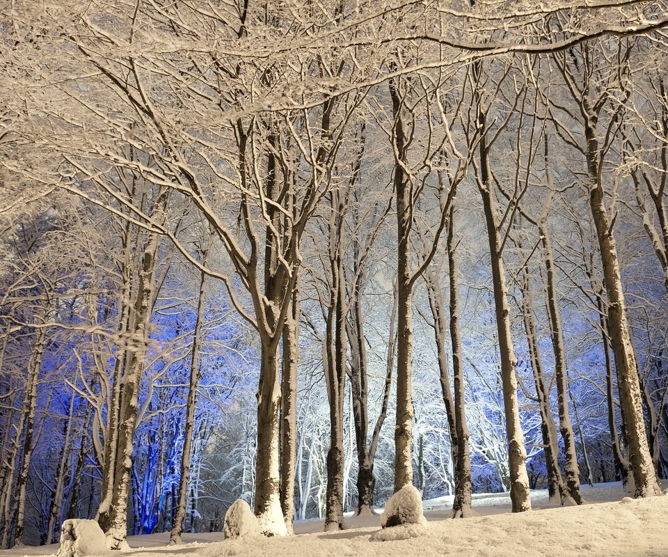 Обои деревья, снег, лес, зима, trees, snow, forest, winter разрешение 2560x1440 Загрузить