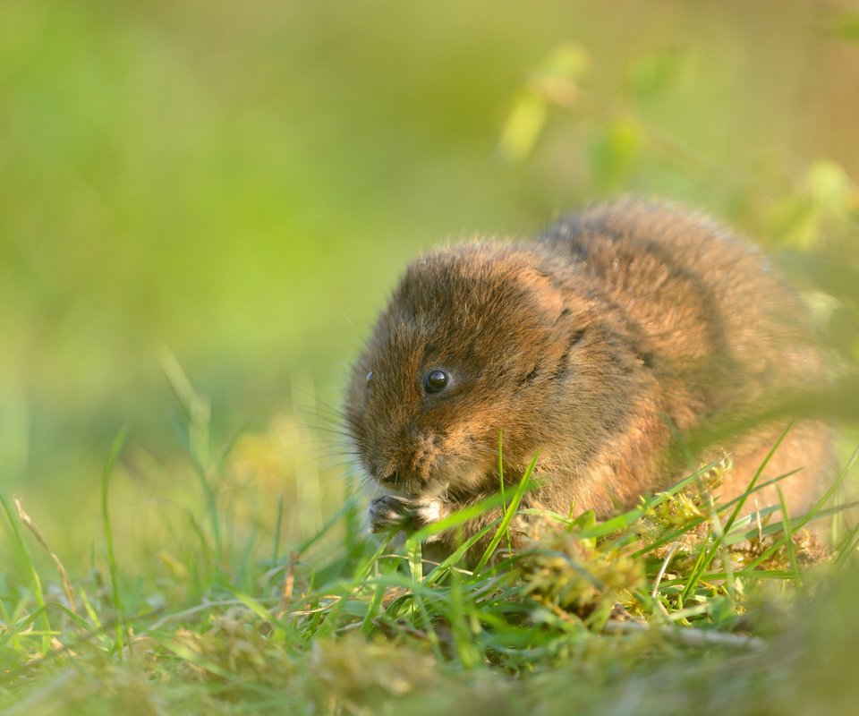 Обои трава, мышь, грызун, водяная полёвка, grass, mouse, rodent, water vole разрешение 2048x1367 Загрузить