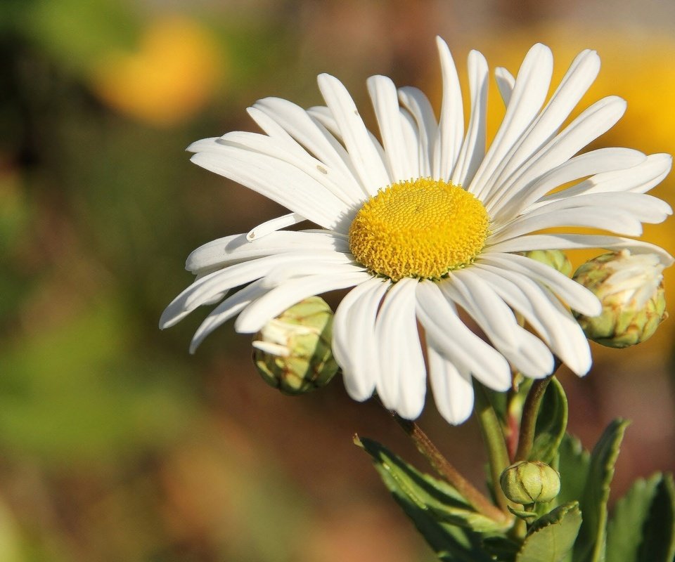 Обои природа, макро, цветок, ромашка, nature, macro, flower, daisy разрешение 2048x1365 Загрузить