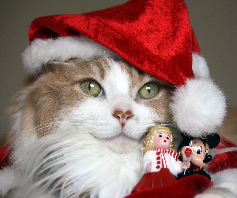 Обои фон, кошка, шапка, праздник, киса, background, cat, hat, holiday, kitty разрешение 2560x1600 Загрузить