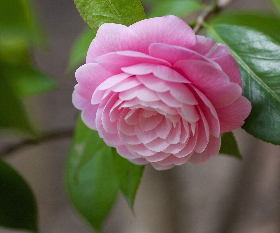 Обои листья, макро, цветок, бутон, розовый, камелия, leaves, macro, flower, bud, pink, camellia разрешение 1920x1200 Загрузить