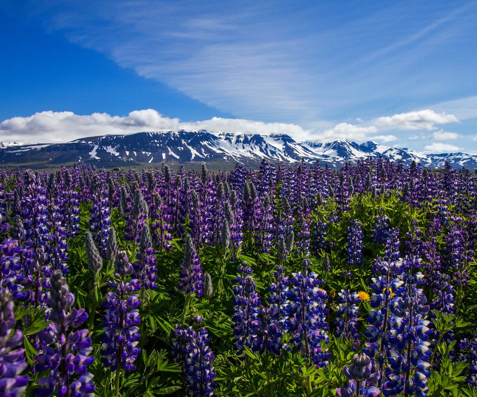 Обои цветы, горы, луг, исландия, flowers, mountains, meadow, iceland разрешение 2048x1365 Загрузить