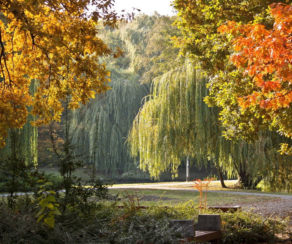 Обои деревья, парк, осень, скамейка, плакучие ивы, trees, park, autumn, bench, weeping willows разрешение 2304x1536 Загрузить